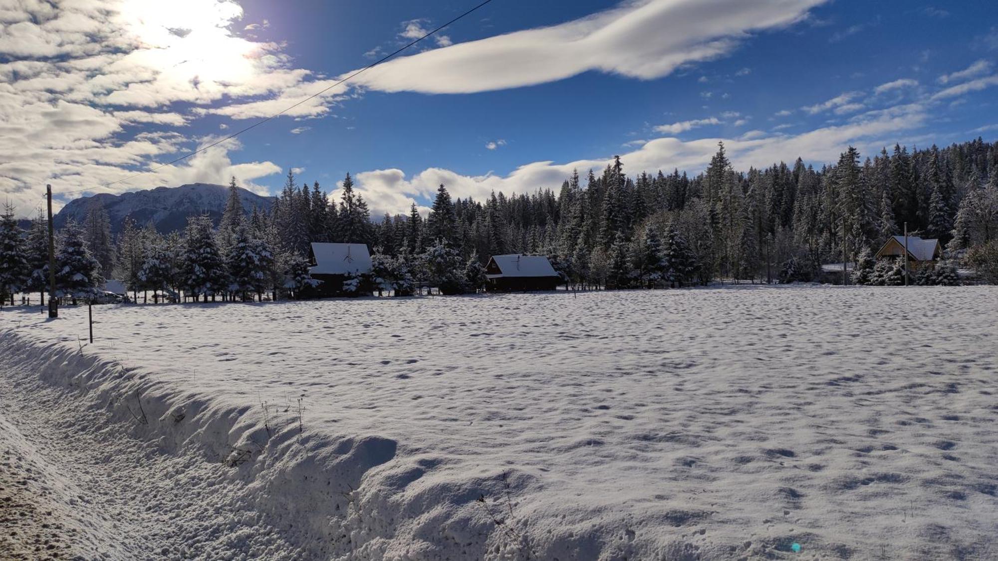 Drewniany Krokus Witow (Tatra)