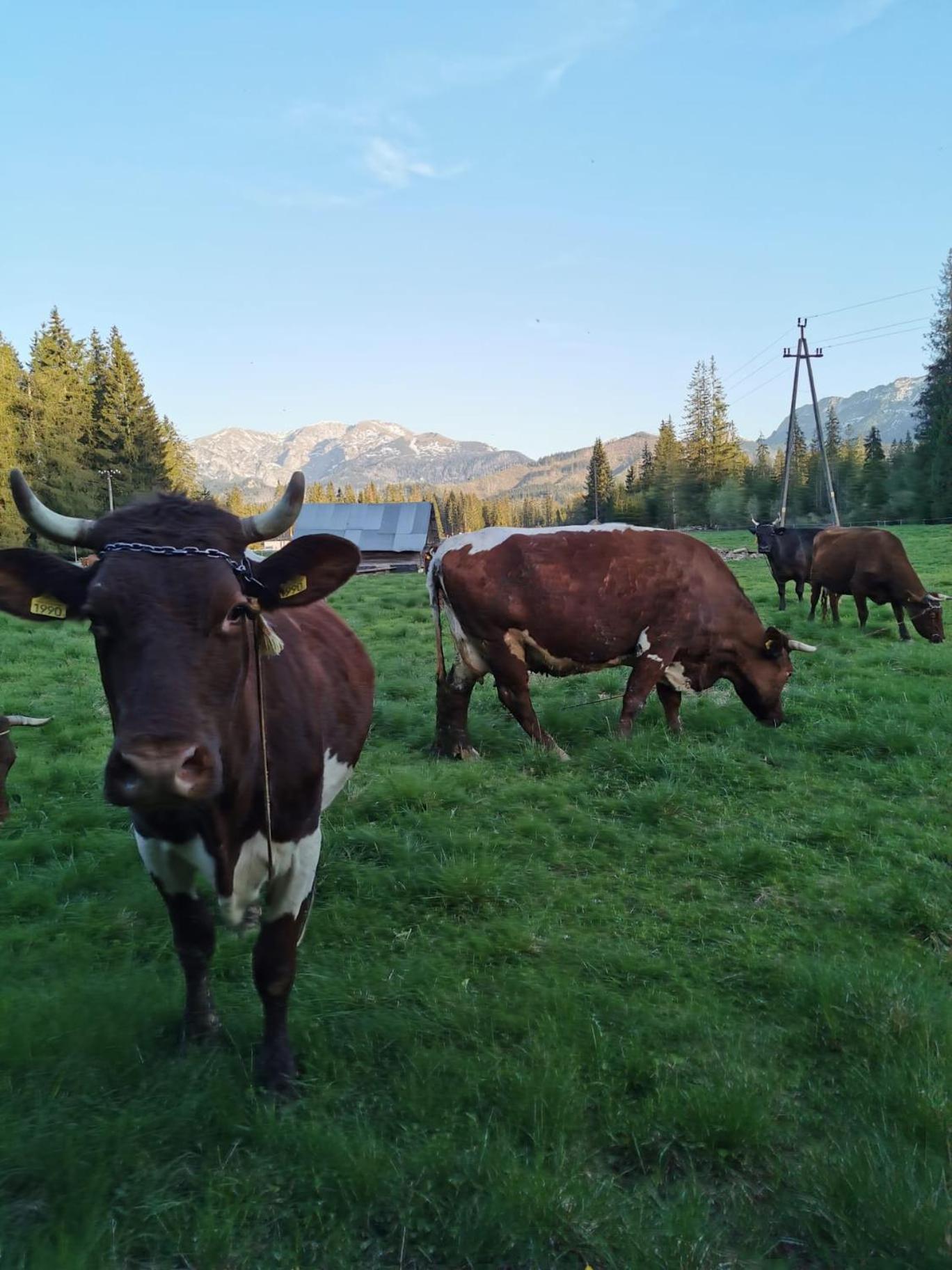 Drewniany Krokus * Witow (Tatra)